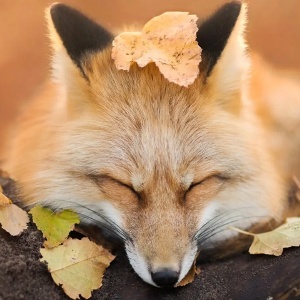 阳光男孩的头像